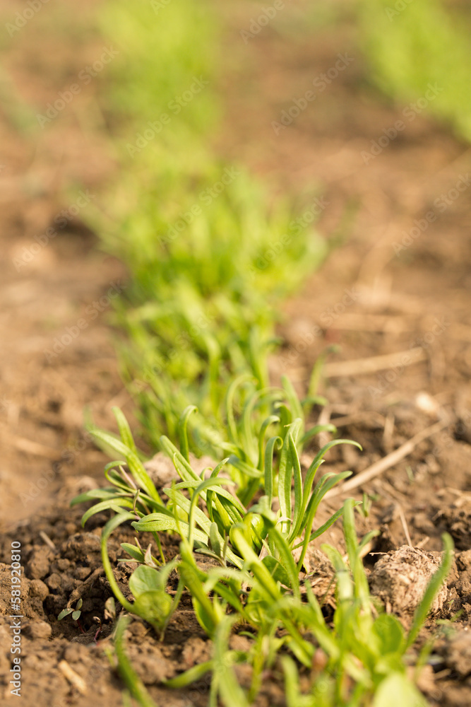 Small sprouts of fresh greenery on the beds of a sunny day Small sprouts of fresh greenery on the beds of a sunny day