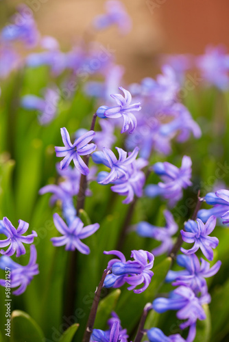 Beautiful blue hyacinths bloom in spring