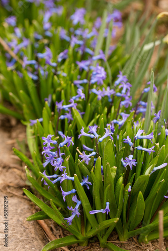 hyacinths in the garden in spring