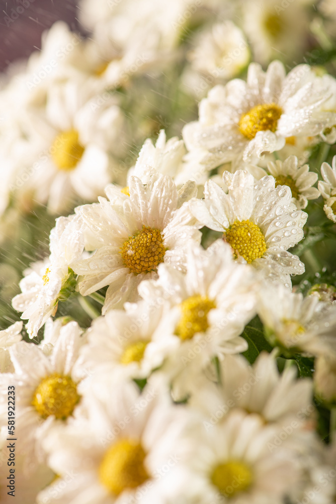 Beautiful flowers, beautiful white and yellow flowers from Brazil, dark background, selective focus.