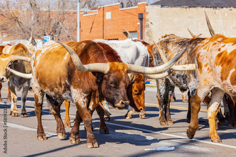 Close up shot of many longhorn walking during parade