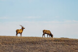 Close up shot of many elks in Wichita Mountains Wildlife Refuge