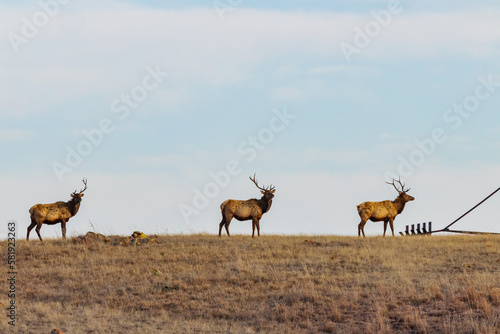 Close up shot of many elks in Wichita Mountains Wildlife Refuge