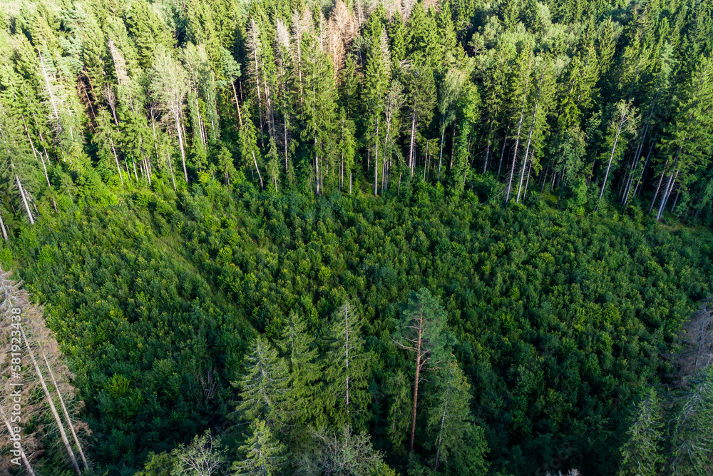 Forest clearance overgrown with young trees from the air Forest clearance overgrown with young trees from the air