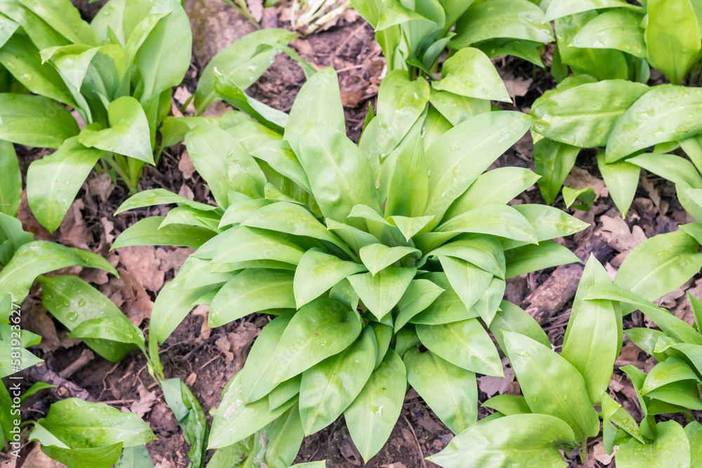 Obraz premium allium garlic herb in spring forest