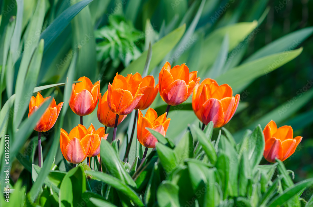 orange tulips in spring garden orange tulips in spring garden