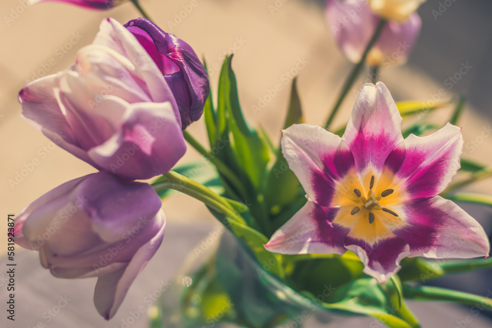 colorful pink yellow tulips in spring garden colorful pink yellow tulips in spring garden