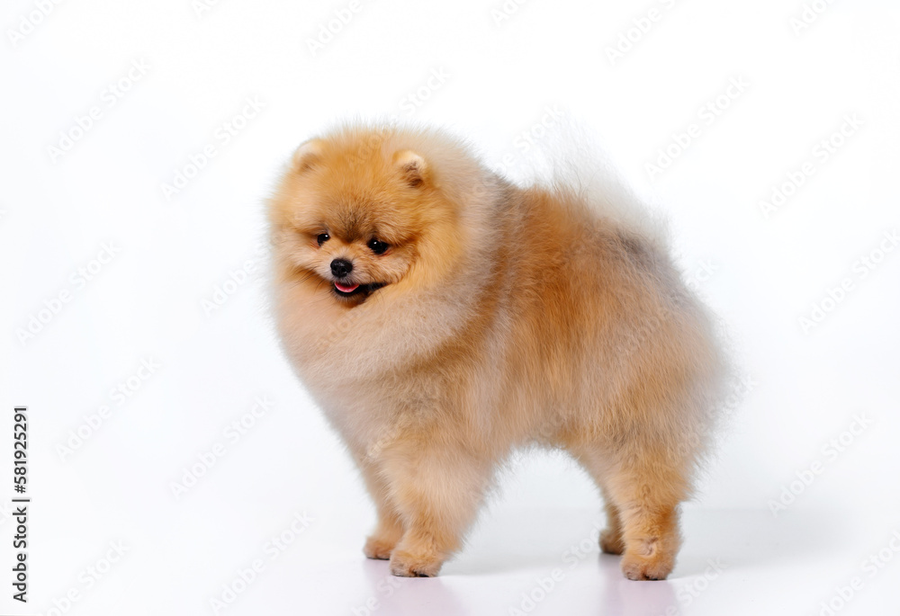 Miniature Pomeranian Spitz standing on white background, front view