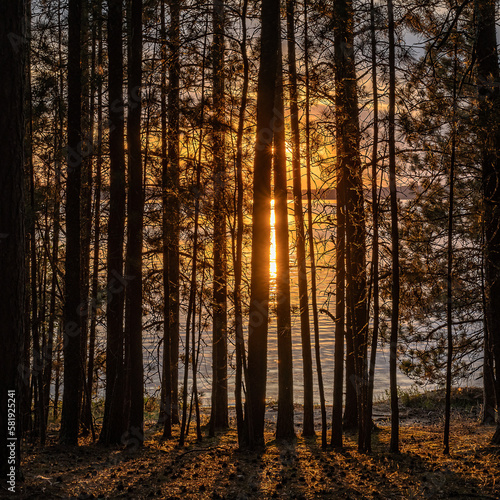 Sunset through the pines