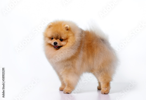 Miniature Pomeranian Spitz standing on white background, front view