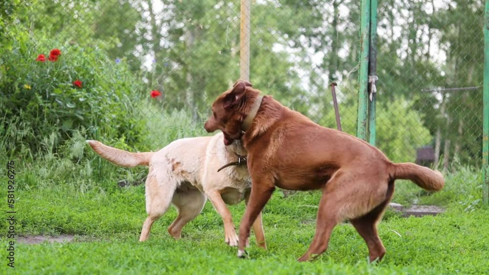 dogs play with each other in the yard, slow motion dogs play with each other in the yard, slow motion