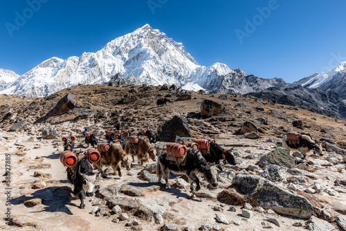 Group of yaks with west face of Nuptse (7861m) in the background returning back to Khumbu valley after supplying Gorakshep and EBC with goods photo