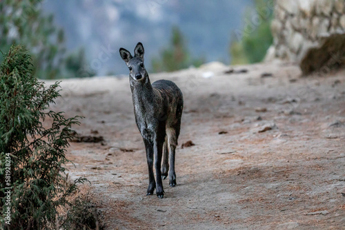 Portrait of beautiful Musk deer, taken in late afternoon on the way to Namche bazar, Nepal photo