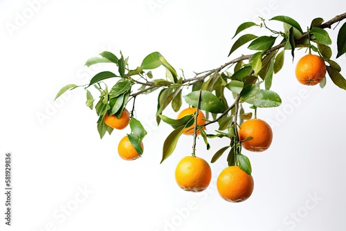 On a white background, orange fruits are suspended from a branch with green foliage. clipped route. Generative AI