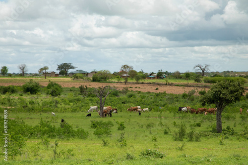 group of cows grazing on the pasture  farm Africa