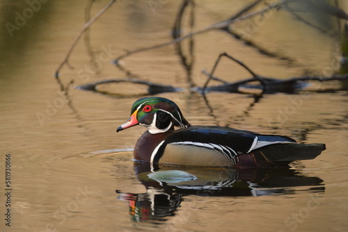 Canvas Print Wood Duck
