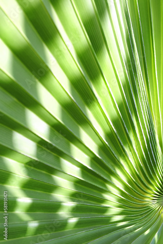 Tropical vegetation concept. Green leaves in tropical forest. Texture of green palm Leaf. Abstract background. Beautiful light shadow on a large palm leaf. Striped palm foliage in rainforest