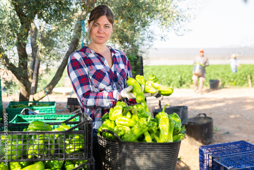 Portrait of positive caucasian woman gardener sorting harvested green pepper outdoors.