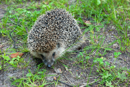 Cute baby hedgehog closeup on grass, Baby hedgehog playing on grass, Baby hedgehog closeup