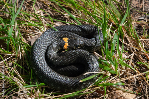 Juvenile European snake (Natrix natrix) in the grass.