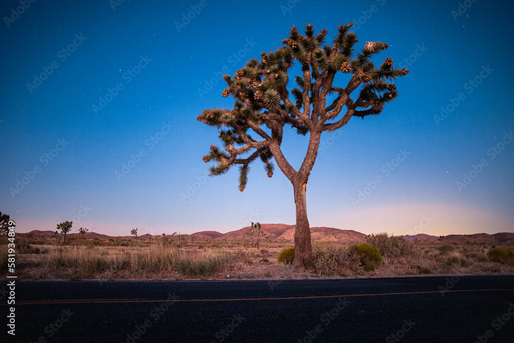 Obraz premium Joshua Tree at Sunrise
