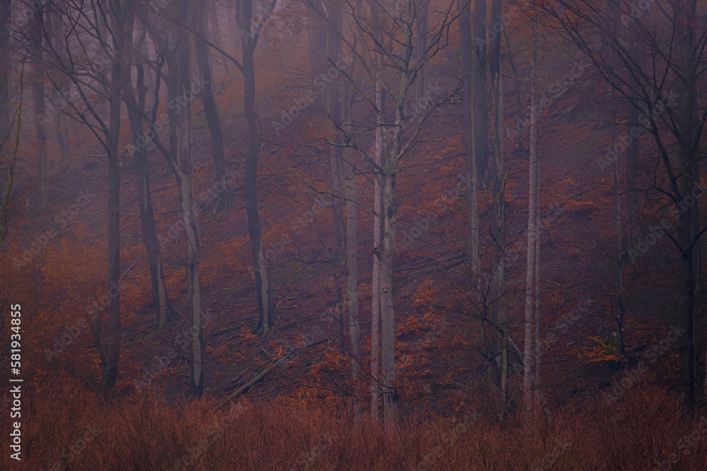 Mysterious misty forest at dusk. Autumn fogs in Bad Pyrmont in Germany.