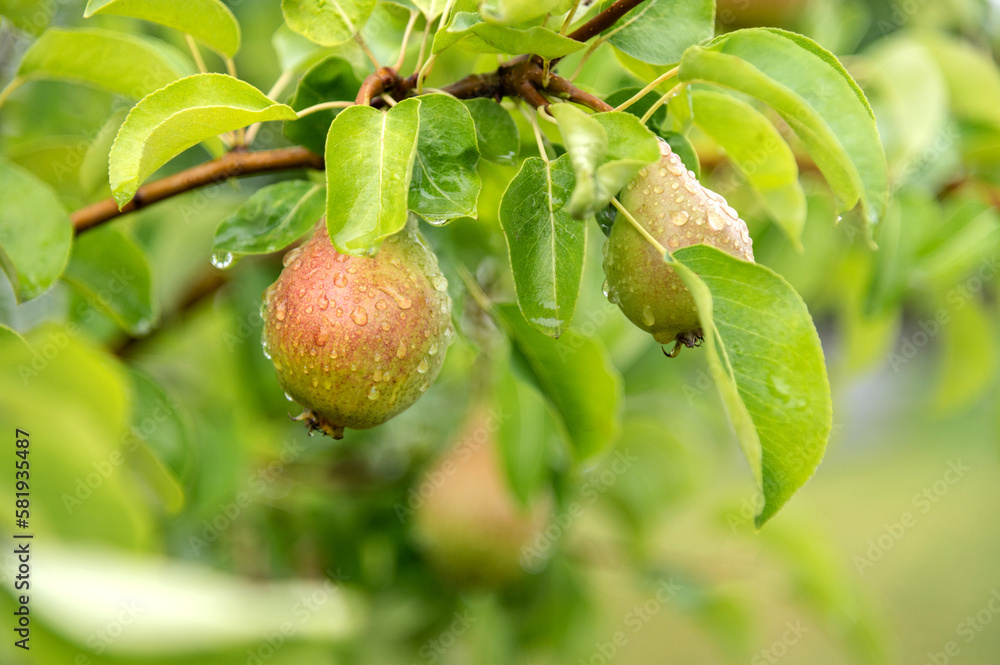 Threeripe or unripe pears covered with raindrops grow on a tree. Juicy fruits close-up. Harvesting. Fruits are green or yellow in color with red. Threeripe or unripe pears covered with raindrops grow on a tree. Juicy fruits close-up. Harvesting. Fruits are green or yellow in color with red.
