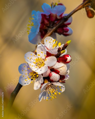 blossom in spring photo