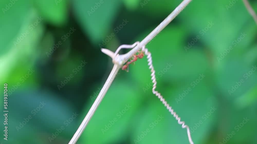 Big red tropical ants crawling climbing on plants tree Thailand. Big red tropical ants crawling climbing on plants tree Thailand.