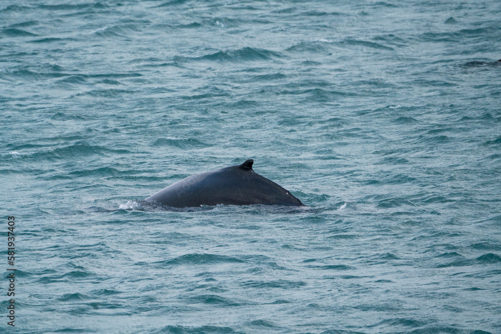 humpback whale arched back rising above the water humpback whale arched back rising above the water