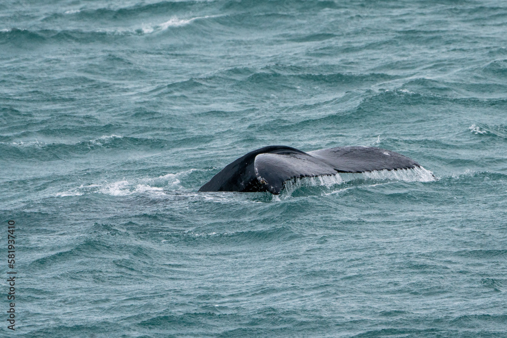 humpback whale tale above the water photograph humpback whale tale above the water photograph