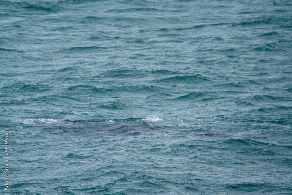 Sea with a whale underwater Sea with a whale underwater