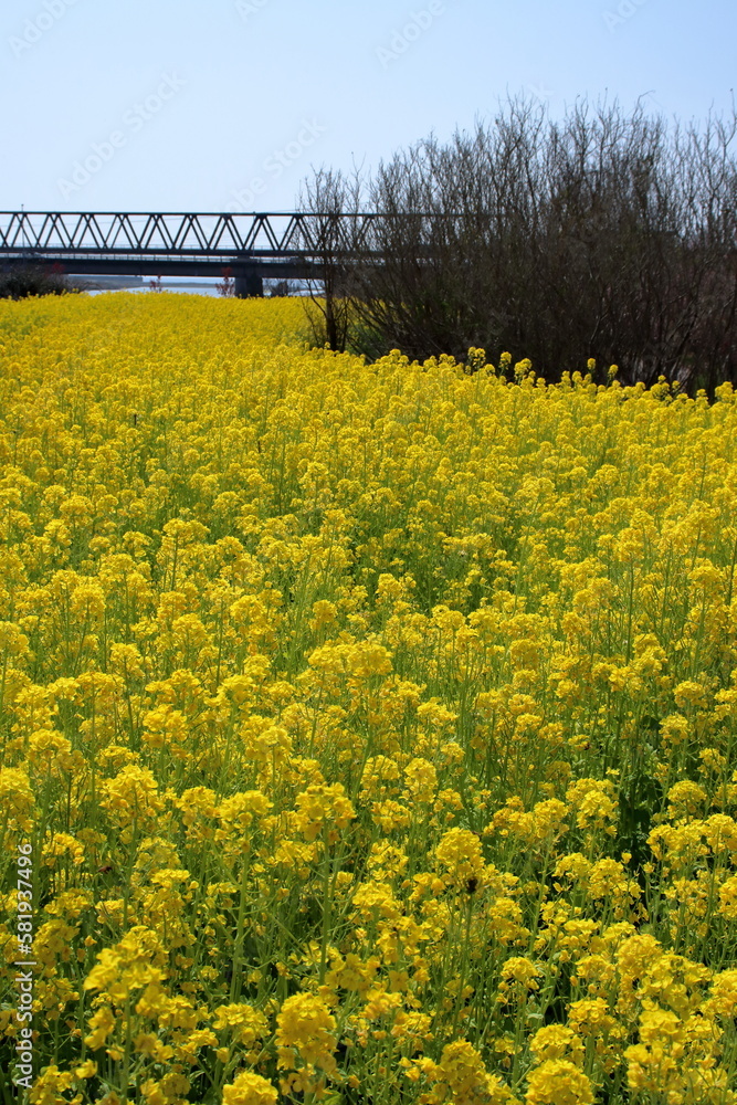 菜の花畑と鉄橋　（高知県　田野町　二十三士公園）