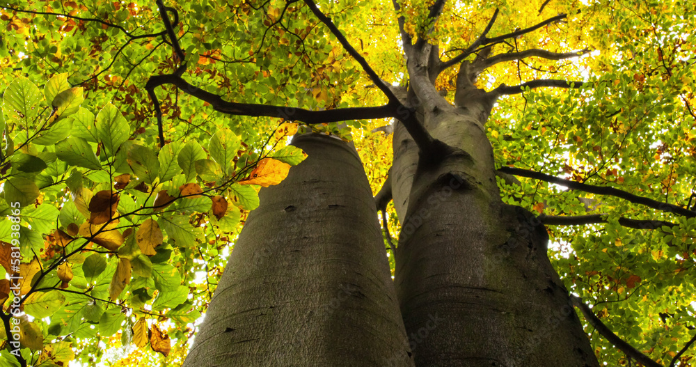 Fototapeta premium Image of close up of tree trunks over leaves