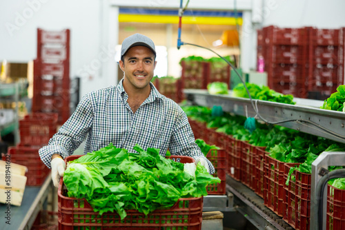 Successful smiling vegetable grower standing with plastic box of selected fresh organic green lettuce in agricultural processing workshop with sorting production line in background ..