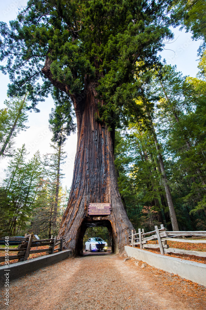 Chandelier Drive Through Redwood Tree in Leggett, Northern California