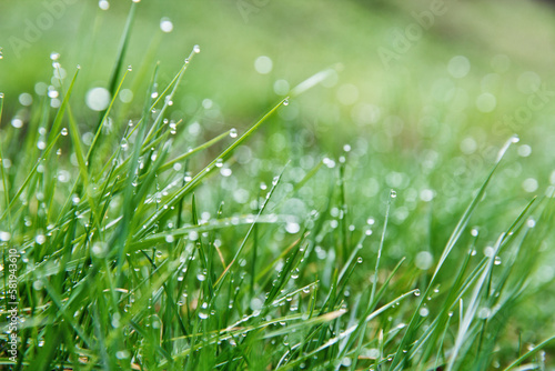 Fresh green grass with dew drops during spring