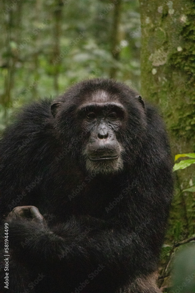 A Chimpanzee is having a good time in the forest A Chimpanzee is having a good time in the forest