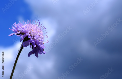Purple scabiosa atropurpurea pincushion flower.