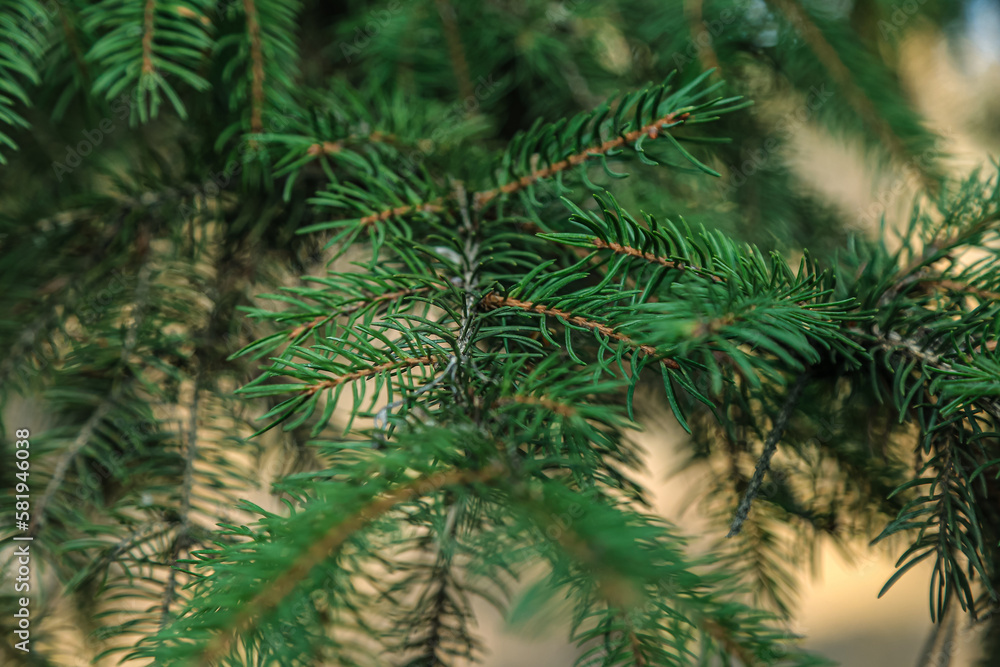 spruce branches needles close-up spruce branches needles close-up