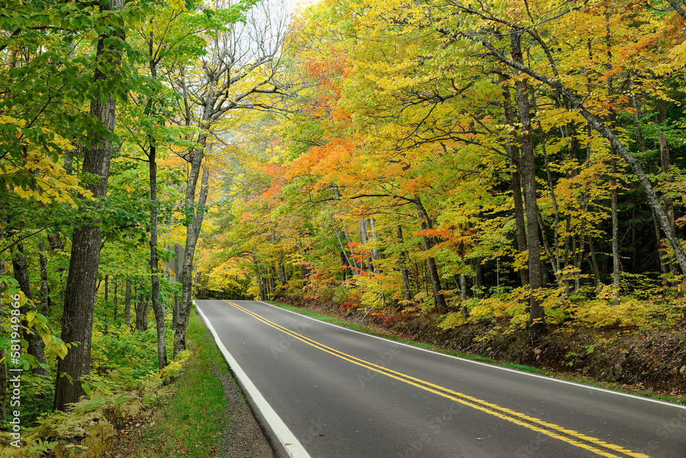 road in autumn forest road in autumn forest