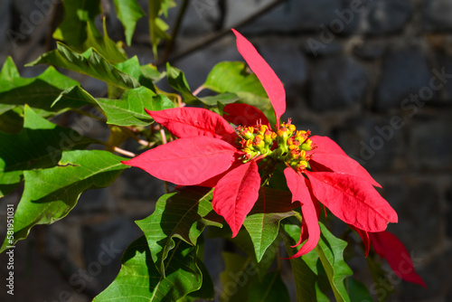 Weihnachtsstern (Euphorbia pulcherrima) in Tavira, Portugal photo