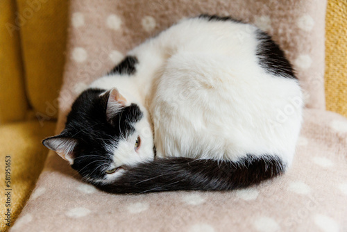 White cat with black markings sleeping on the beige blanket and yellow chair