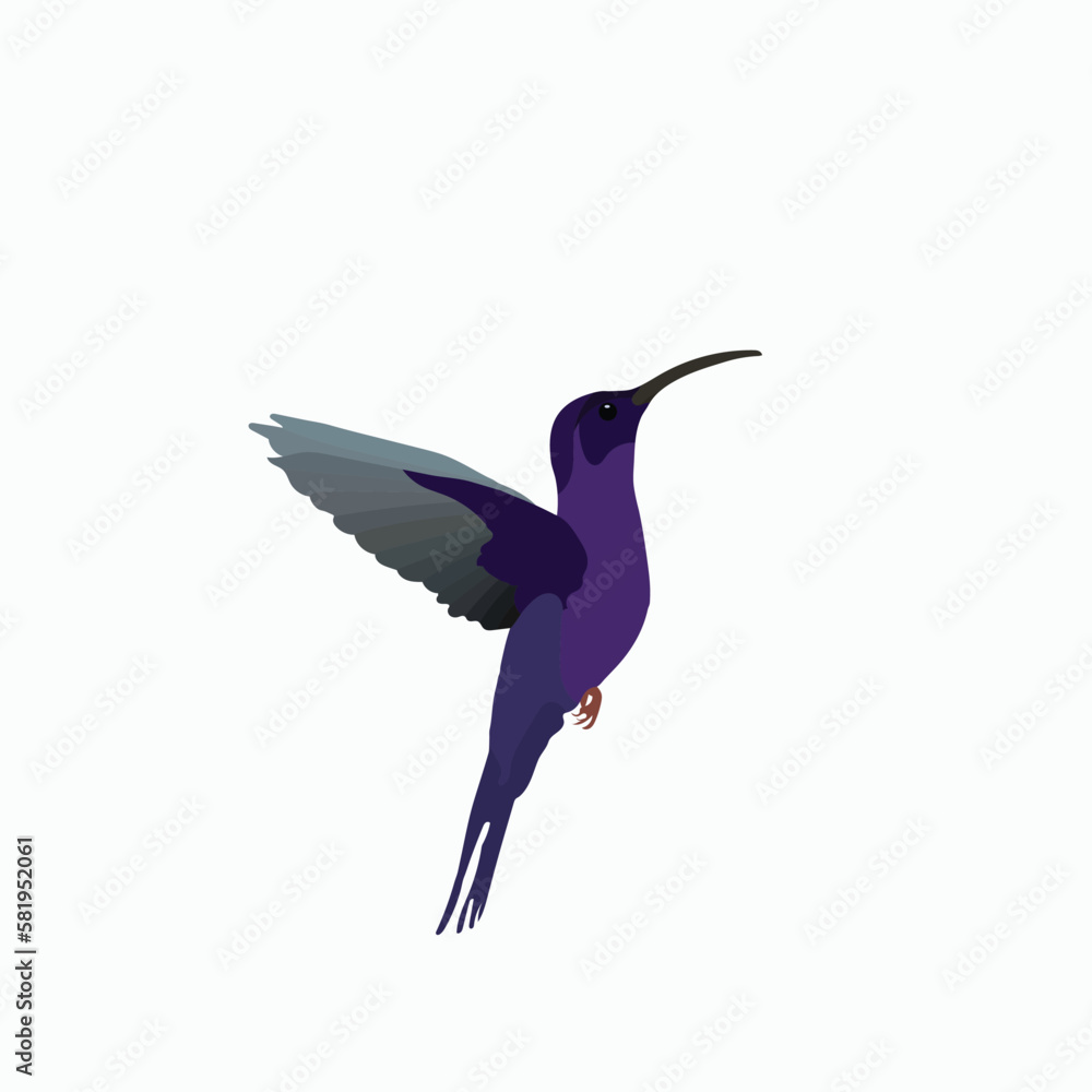Beautiful humming bird vector artwork Beautiful humming bird vector artwork