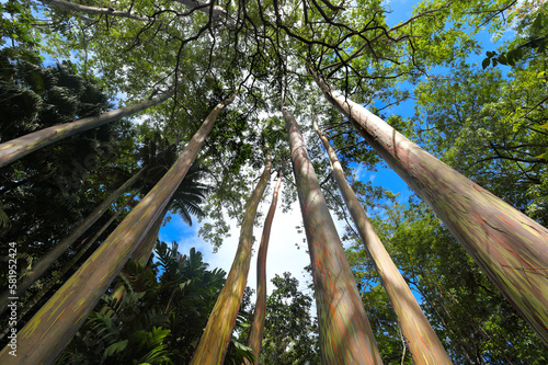 Looking up at the colorful trunks and canopy of rainbow Eucalyptus trees , Eucalyptus deglupta, Maui, Hawaii photo