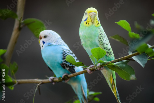 blue and green parrot