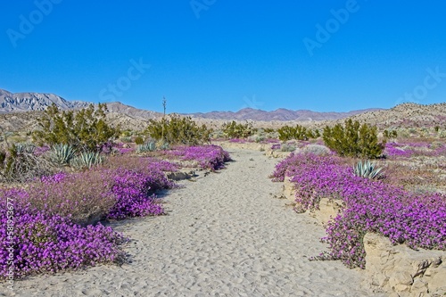 Although it may seem counterintuitive to head to the desert to look for flowers, parts of Anza Borrego Desert State Park had beautiful patches of wildflowers amid the harsh Colorado Desert landscape.