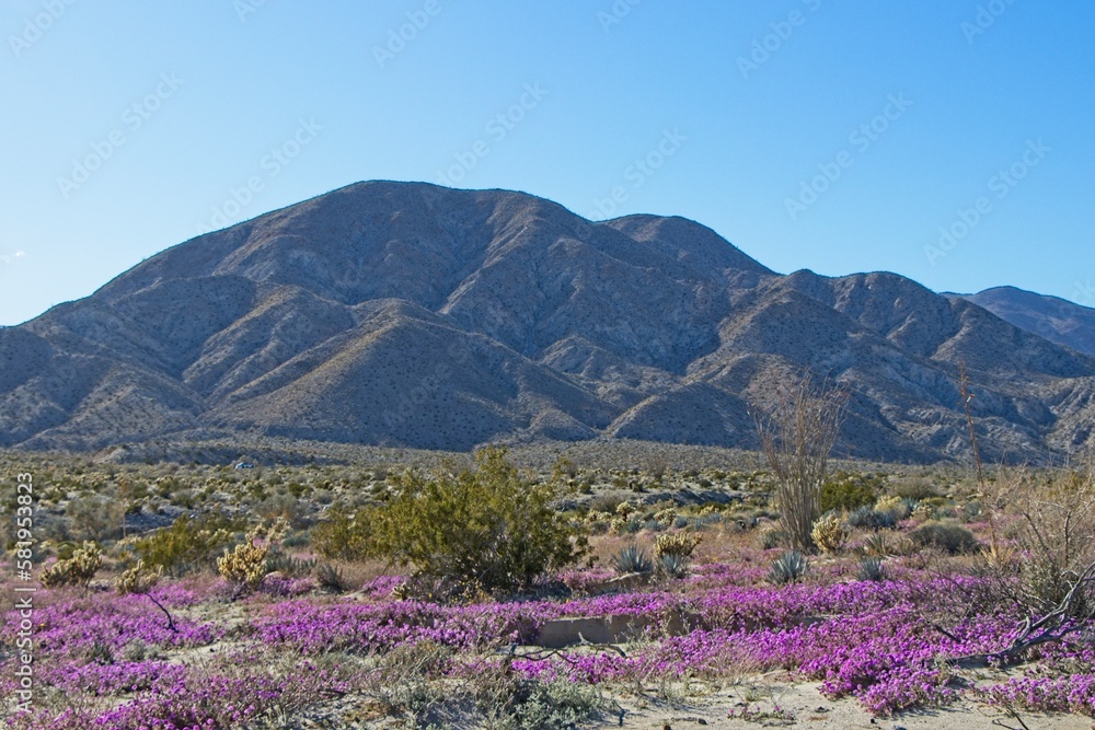 Fototapeta premium Although it may seem counterintuitive to head to the desert to look for flowers, parts of Anza Borrego Desert State Park had beautiful patches of wildflowers amid the harsh Colorado Desert landscape.