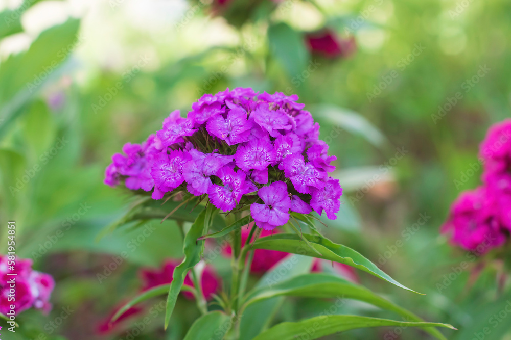 Purple flowers of Sweet william ,Dianthus barbatus, on a blurred green background. Turkish carnations ,Caryophyllaceae Family.Selective focus Purple flowers of Sweet william ,Dianthus barbatus, on a blurred green background. Turkish carnations ,Caryophyllaceae Family.Selective focus