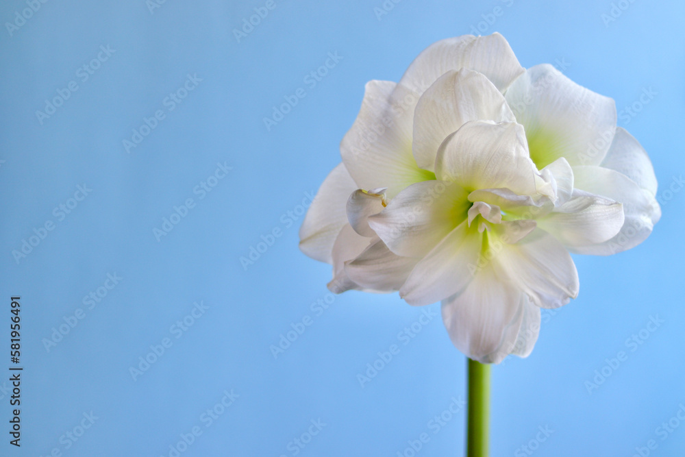 Obraz premium A white amaryllis in front of a blue background 